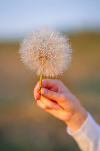 istock Dandelion in hand stock photo 1317858301