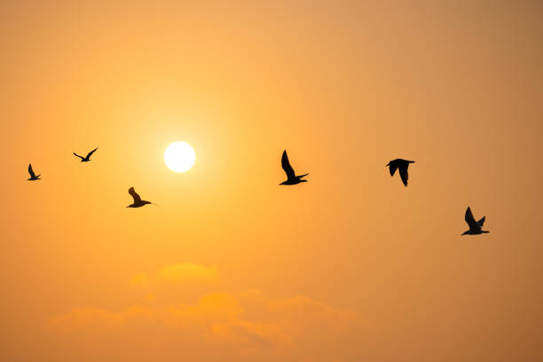 istock Flying seagulls over the sea on sunrise 1317858343