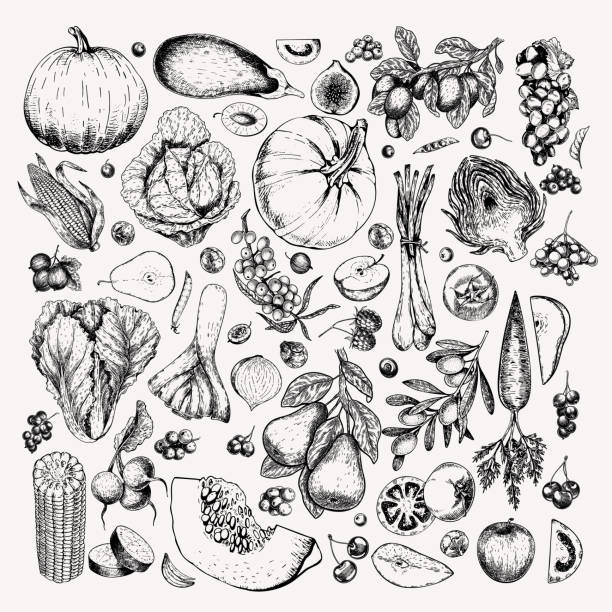 ilustrações, clipart, desenhos animados e ícones de legumes e frutas desenhados à mão. abóbora vetorial, pera, maçã, alcachofra, ameixa, uva, tomate, cebola, cereja, amora de groselha. ilustração gravada. design do pacote de folheto de menu. - apple vegetable crop tree