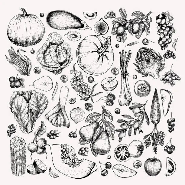 Vector illustration of Hand drawn vegetables and fruits. Vector pumpkin, pear,apple, artichoke, plum, grape, tomato, onion, cherry, gooseberry blackberry. Engraved illustration. Menu flyer package design.