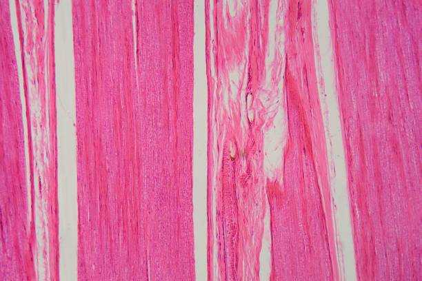 istock Longitudinal section of human nerve cells under the microscope 1317859152