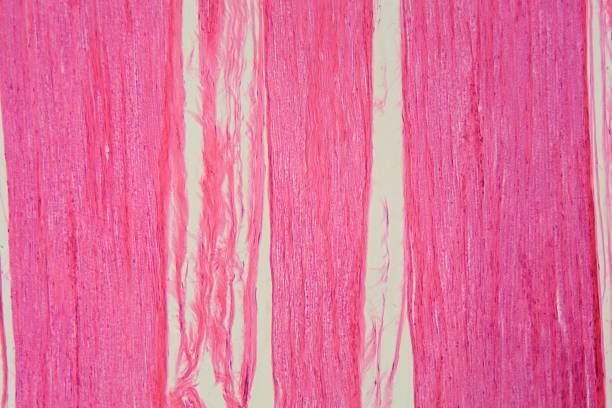 istock Longitudinal section of human nerve cells under the microscope 1317859199