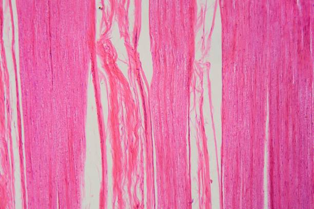 istock Longitudinal section of human nerve cells under the microscope 1317859204