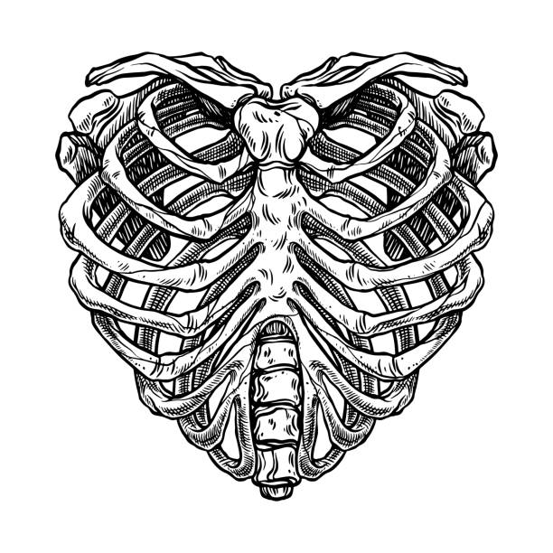 illustrazioni stock, clip art, cartoni animati e icone di tendenza di forma del cuore scheletro - rib cage