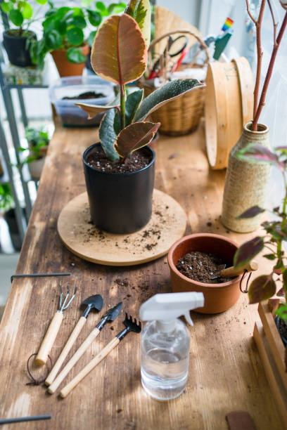 istock Ficus Elastica plant care and maintenance 1317862562