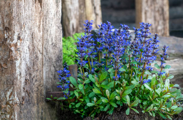 ajuga reptans - ajuga fotografías e imágenes de stock