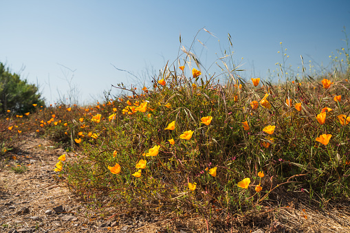 California golden poppies in bloom, clear blue sky background