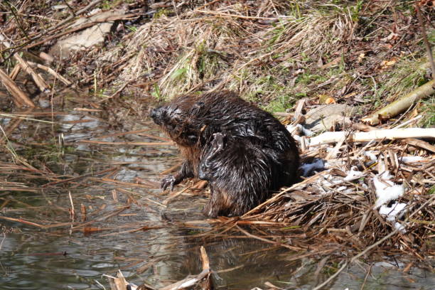 istock beaver scratching its head with hind foot 1317863640