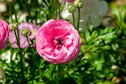 Pink ranunculus flower with black centre in garden