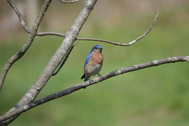 istock Eastern bluebird (Sialia sialis) resting on a branch 1317865378