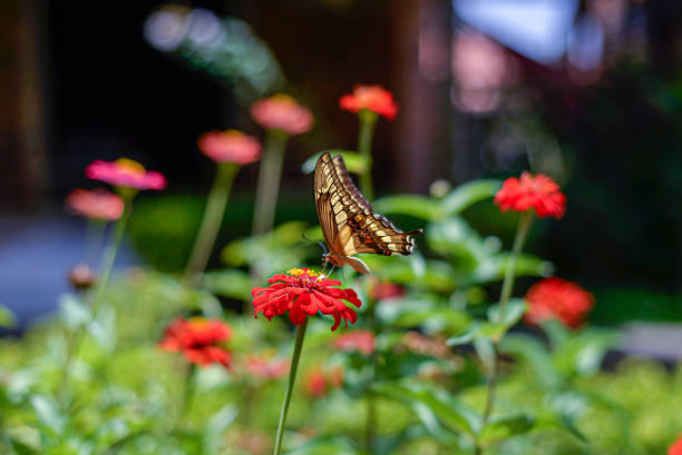 Wonderful butterfly in beautiful garden