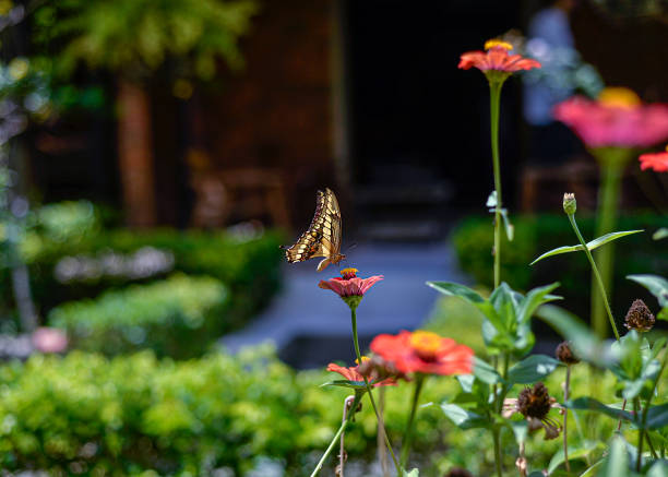 Wonderful butterfly in beautiful garden