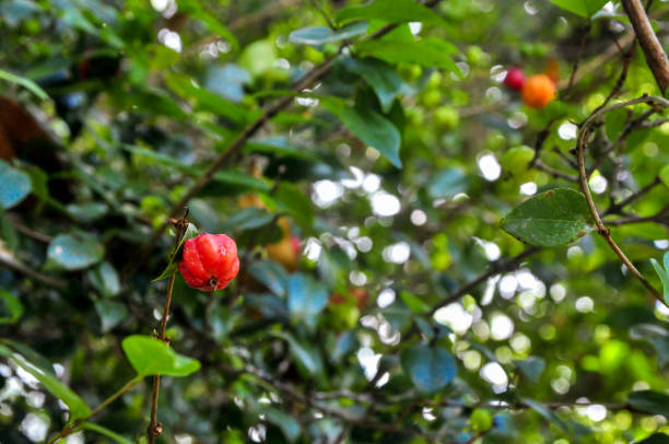 Pitangueira. Pitanga foot. Brazilian tree, native to the Atlantic Forest