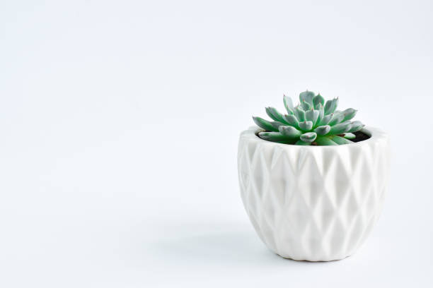 istock Succulent plants in pots on a white background. Indoor plants and flowers. Empty space. Copy of the space 1317867933