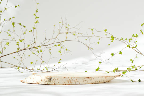 una scena minimalista di un betulla abbattuto sdraiato con foglie su uno sfondo naturale con un'ombra naturale. passerella per la presentazione di prodotti e cosmetici. spazio vuoto - stage makeup foto e immagini stock