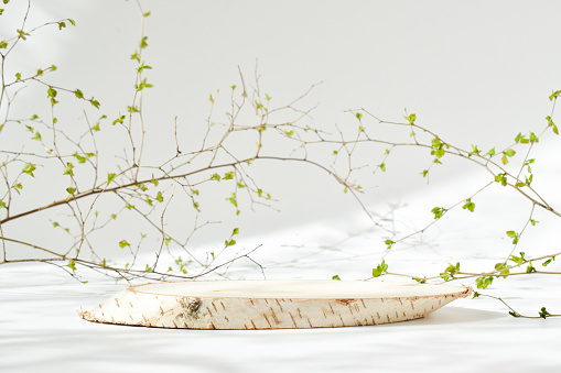 A minimalistic scene of a felled birch tree lying with leaves on a natural background with a natural shadow. Catwalk for the presentation of products and cosmetics. Empty space