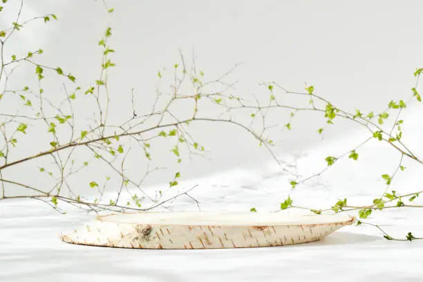 A minimalistic scene of a felled birch tree lying with leaves on a natural background with a natural shadow.