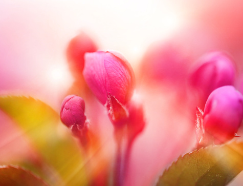 Colorful Macro photo of apple blossoms