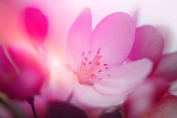 Colorful Macro photo of apple blossoms