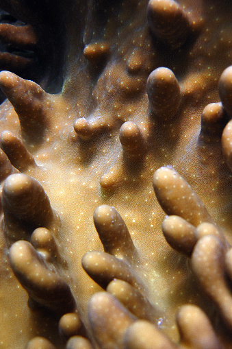 Lobophytum sp. - Soft coral -  Leather coral in Maldives