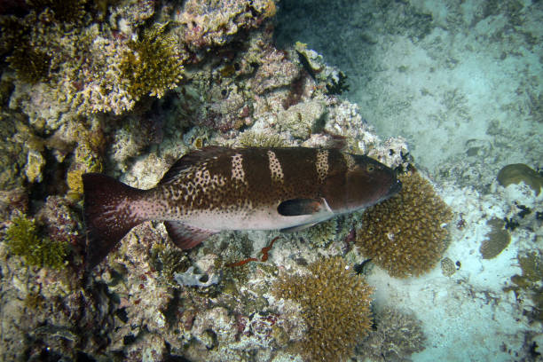 Black-saddle coral grouper - Plectopomus leavis in Maldives mero coralino de silla negra - plectopomus leavis - trucha de coral cluespotted - trucha de coral ennegrecida - trucha de mancha azul - futbolista chino - bacalao futbolista - trucha de coral futbolista - trucha de coral oceánica - trucha tigre