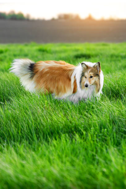 istock Shetland Sheepdog in a green grass meadow. 1317870427