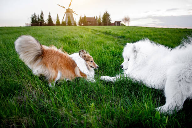 Friendship of two dogs. Shetland sheepdog and samoyed in the green field. Friendship of two dogs. Shetland sheepdog and samoyed in the green field samojed stock pictures, royalty-free photos & images