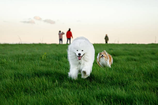 Friendship of two dogs. Shetland sheepdog and samoyed are running through the green field. Friendship of two dogs. Shetland sheepdog and samoyed are running through the green field samojed stock pictures, royalty-free photos & images