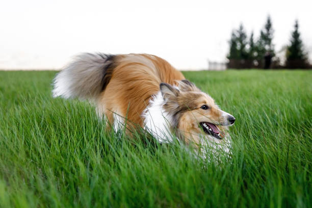 istock Shetland Sheepdog in a green grass meadow. 1317870449