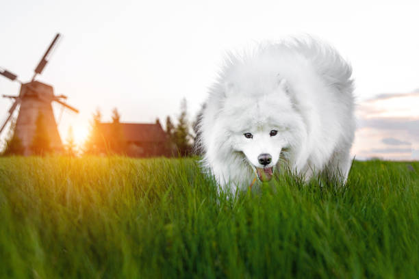 Samoyed dog in green meadow. Samoyed dog in green meadow samojed stock pictures, royalty-free photos & images