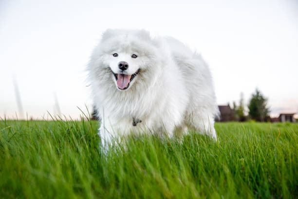 Samoyed dog in green meadow. Samoyed dog in green meadow samojed stock pictures, royalty-free photos & images