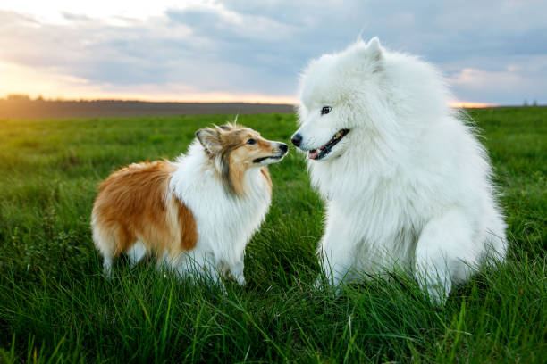 Friendship of two dogs. Shetland sheepdog and samoyed in the green field. Friendship of two dogs. Shetland sheepdog and samoyed in the green field samojed stock pictures, royalty-free photos & images