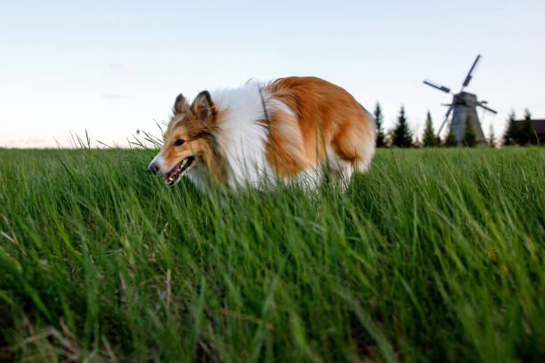 istock Shetland Sheepdog in a green grass meadow. 1317870476