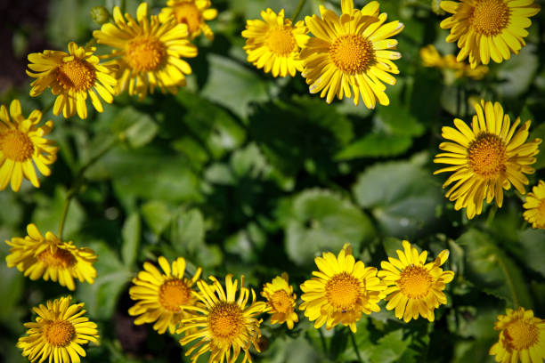 istock The frame of yellow flowers. 1317870499