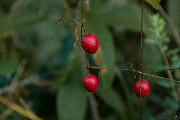 Uncultivated wild plants and fruits