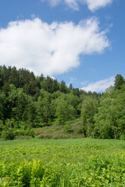 istock Early summer plateau with green forest 1317872691