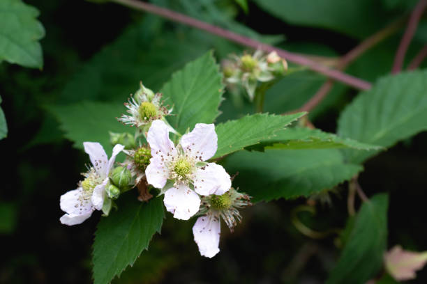 istock Pink cute blackberry flowers in summer 1317872695