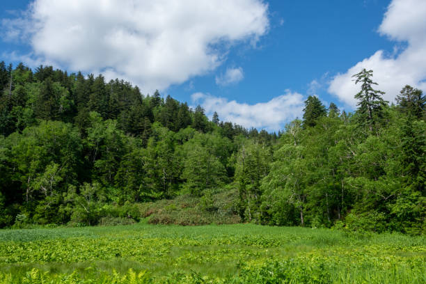 istock Early summer plateau with green forest 1317872700