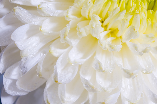 beautiful pattern of petals of the blossom head of chrysanthemum with water drops, macro of a fresh white flower, isolated close-up, colorful abstract floral background with details of blooming plant