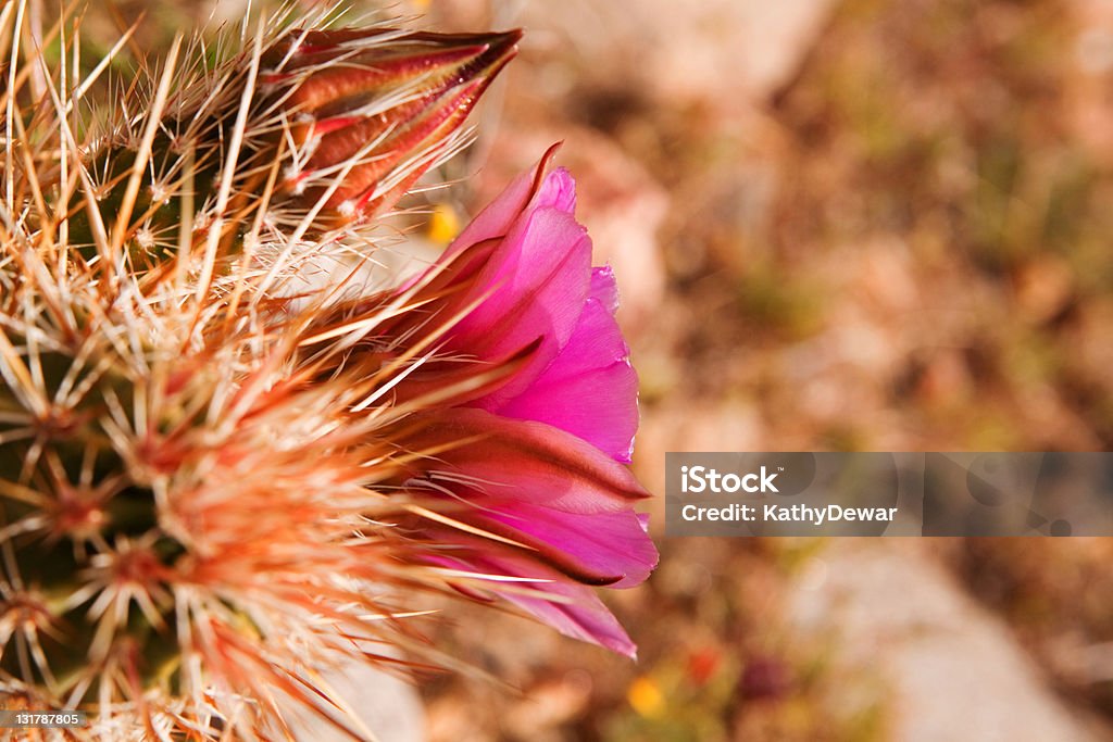 Englemann 고슴도치선인장 및 아이리스입니다 또는 Echinocereus Engelmannii - 로열티 프리 0명 스톡 사진