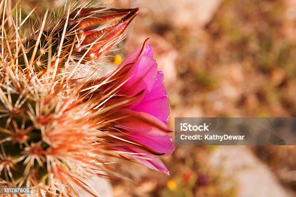 Foto de Engelmann Cacto Hedgehog E Flores Ou Echinocereus Engelmannii e mais fotos de stock de Afiado