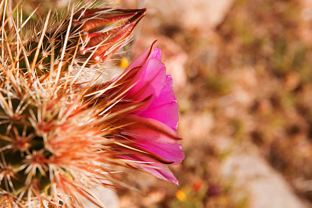 englemann ежик кактус и цветок или echinocereus engelmannii - single flower flower cactus hedgehog cactus стоковые фото и изображения