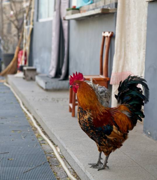 stadthahn - city chicken stock-fotos und bilder