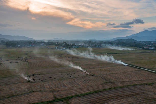 Drone view of Burning straw on rice paddy field after harvest date, Dien Khanh, Khanh Hoa province, central Vietnam