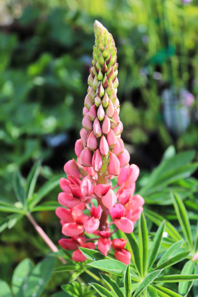 istock Vertical of a lupines flower in full bloom 1317881691