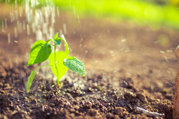 istock Caring for plant life 1317882806