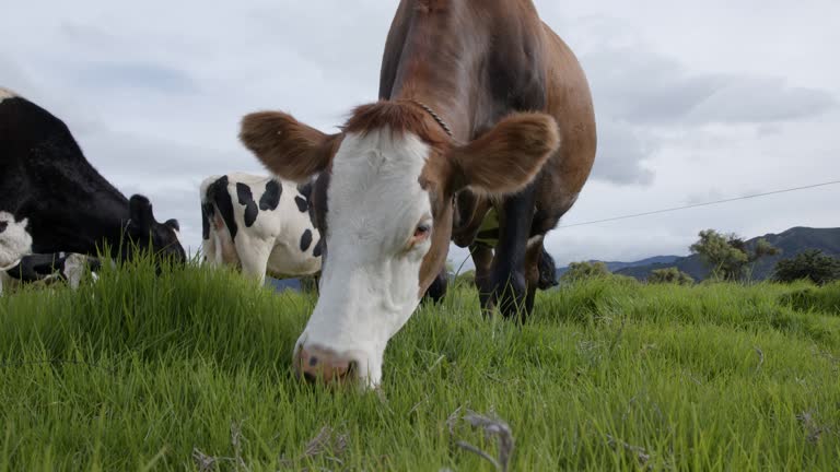 Beautiful cows eating grass at a cattle farm