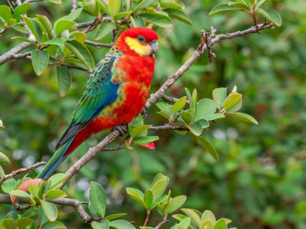istock A Male Western Rosella 1317884798