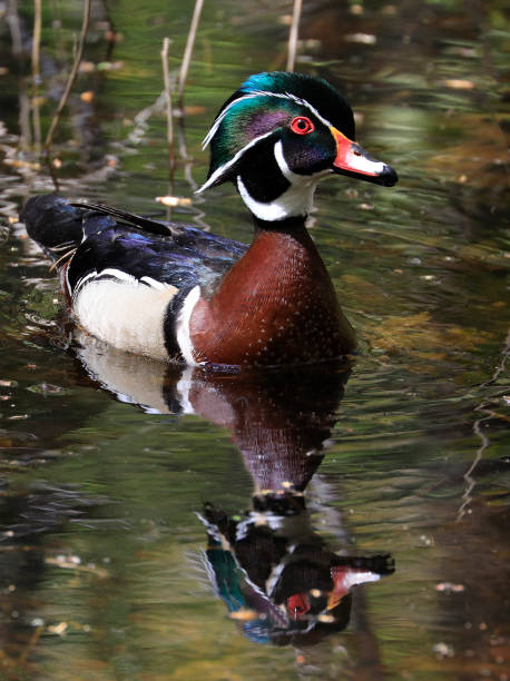 istock Colorful Wood Duck floating on the lake with reflection, Quebec, Canada 1317884894