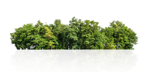 白い背景に木の線分離 - 森林 ストックフォトと画像
